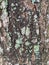 Tree bark surface texture background