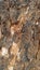 Tree bark texture for background, web design, poster, etc