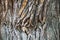 Tree bark texture close up, oak trunk macro, oaken crust surface, natural wooden wrinkled backdrop, tree bark pattern