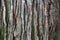 Tree bark texture close up, oak trunk macro, oaken crust surface, natural wooden wrinkled backdrop, tree bark pattern