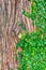 Tree Bark Texture and Creeping Green Moss Vine Plant