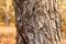 Tree bark texture in forest of indian