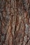 Tree bark texture with rough surface and detailed wooden pattern macro