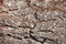 Tree bark texture wallpaper macro