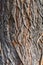 Tree bark texture, white willow (Salix alba) bark