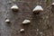 Tree Bark Trunk with Mushrooms Forest Closeup Biology Botany White Autumn