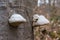 Tree Bark Trunk with Mushrooms Forest Closeup Biology Botany White Autumn