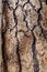 Tree Bark on Upper Bristlecone Loop Trail, Mt. Charleston, Nevada