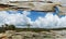 Tree Bark Window to Bushland