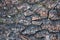 Tree bark wooden background