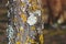 Tree bark with yellow lichen, forest
