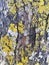 Tree bark with yellow lichen moss