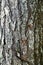 Tree barkTexture Background Pattern. Relief texture of the brown bark of a tree with moss on it. Vertical photo