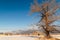 Tree with Barn