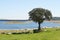 Tree in Barragem do Caia Dam lake reservoir in Alentejo, Portugal