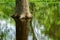 Tree base in the pond with reflection.