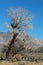 Tree at the base of Walker Pass leading to Lake Isabella California