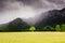 The tree in Bavaria, Germany. It\'s located near Neuschwanstein and Hoshenschwangau castles