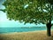 Tree on the beach