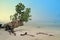 Tree And Beach