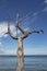 Tree on the beach at Bembridge, Isle of Wight