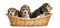 Tree Beagle puppies in a wicker basket, isolated