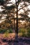 A tree in a beautiful heather landscape