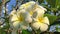 Tree with beautiful white plumeria rubra flowers