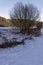 Tree in a beautiful winter landscape