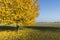 Tree with beautiful yellow leaves