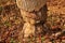 Tree with beaver tooth marks