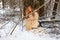 Tree beavers gnaw winter