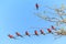 Tree with bee eaters sitting on a branch