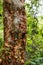 Tree with bee holes on the way to the Gruta da Lapa Doce cave, Chapada Diamantina in Bahia, Brazil