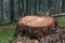 Tree being cut down in a forest.