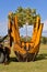 Tree being transplanting by a moving machine
