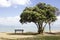 Tree and bench on a beach