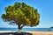 A tree and a bench on the promenade on the shores of the Ionian Sea on the island of Kefalonia