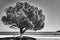 A tree and a bench on the promenade on the shores of the Ionian Sea on the island of Kefalonia