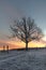 Tree bench sunrise silhouette