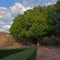 Tree with benches and hedge in Gibralfaro castle, Malaga