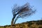 Tree bend by strong winds