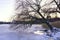 Tree bending over frozen sea in Helsinki