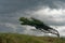 Tree bent by the wind Pohara, Tasman region, New Zealand