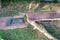 Tree with big roots destroy broke damage walkway pavement