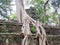 Tree with big roots on the walls of Angkor Wat