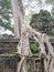 Tree with big roots on the walls of Angkor Wat