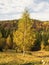 Tree of birch with yellowish leaves in front of a mountain landscape