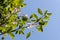 Tree Bird cherry in garden infested with spindle ermine moth caterpillars, covered with webs from the spider moth. Pest house