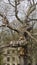 Tree with birdhouses hanging from branches in a whimsical outdoor setting